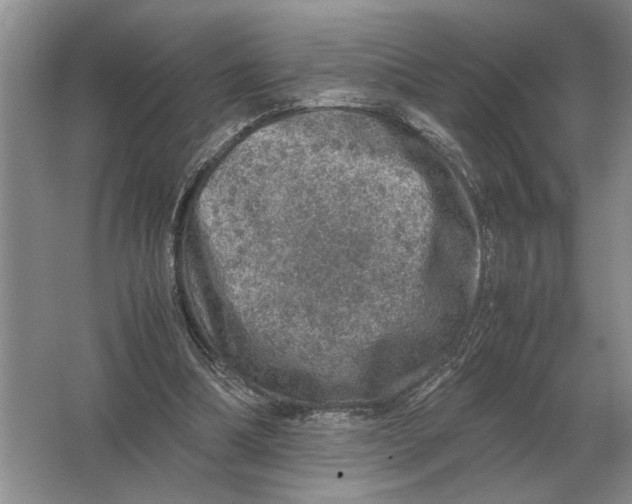 X0000064770298200603031832