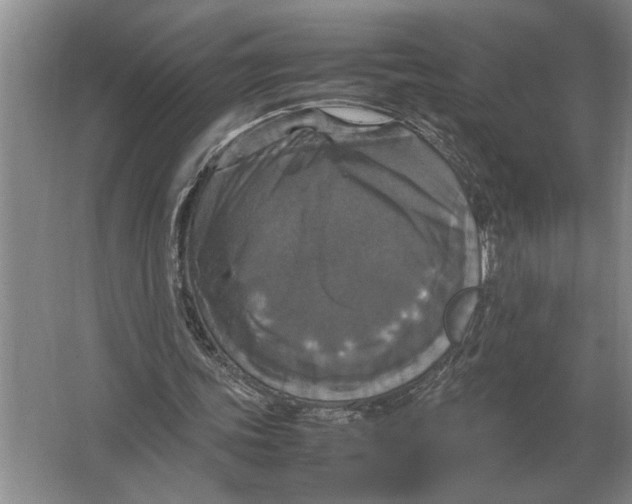 X0000064770339200603031831