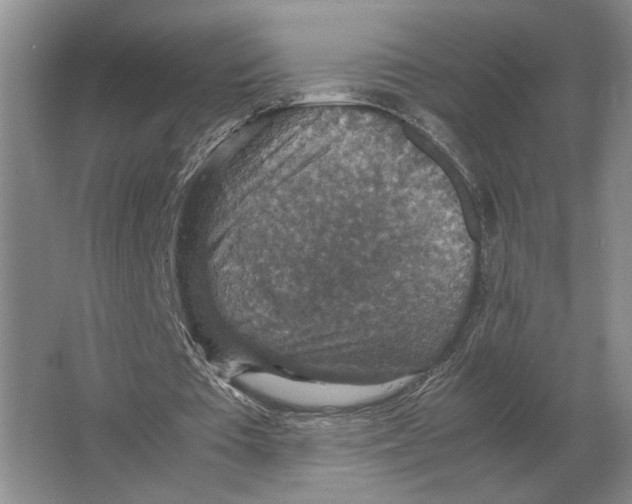 X0000064770385200603031831