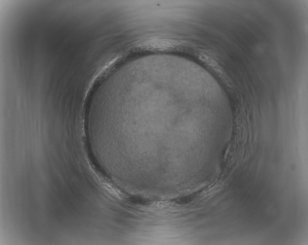 X0000064770399200603031831