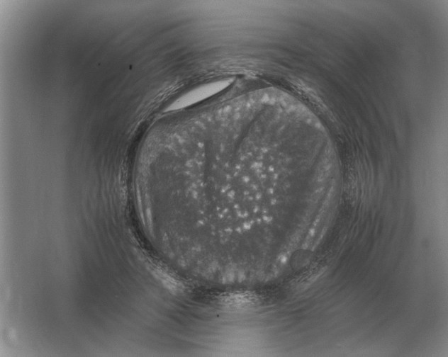 X0000064770402200603031831