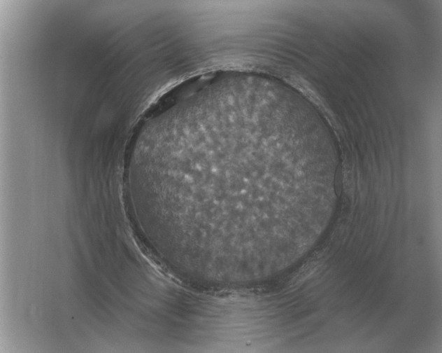 X0000064770434200603031829