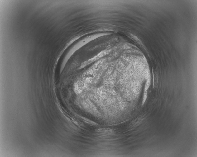 X0000064770435200603031829