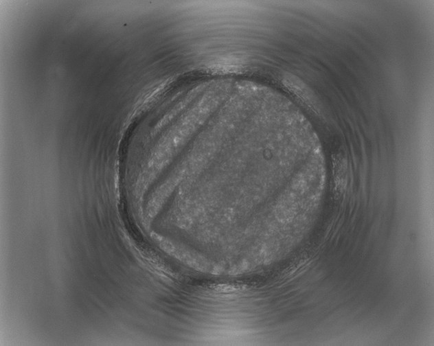 X0000064770494200603031829