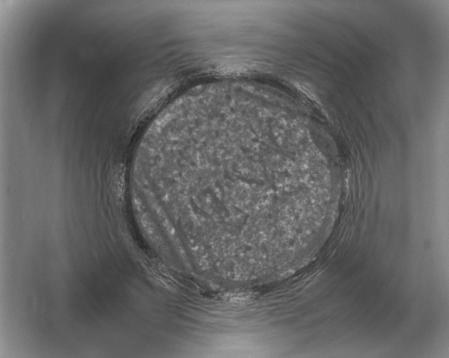 X0000064770495200603031829