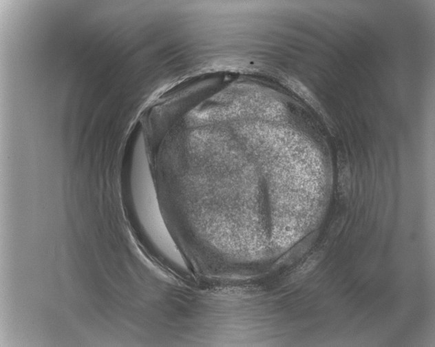 X0000064770530200603031828