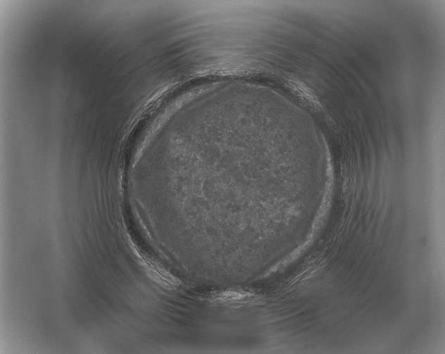 X0000064770542200603031828