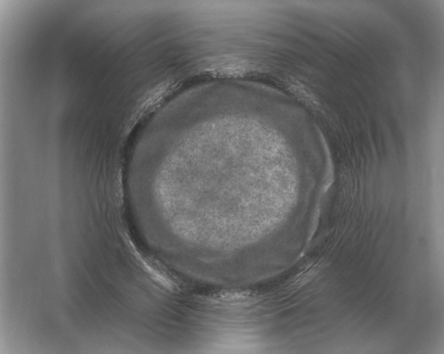 X0000064770638200603031826