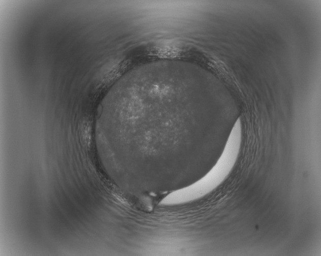 X0000064770697200603031826