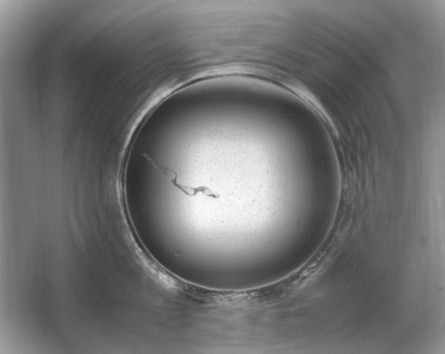 X0000064770813200603031824