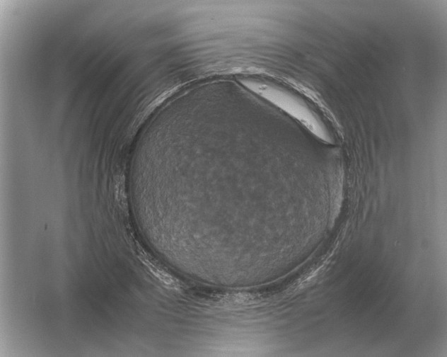 X0000064770881200603031822