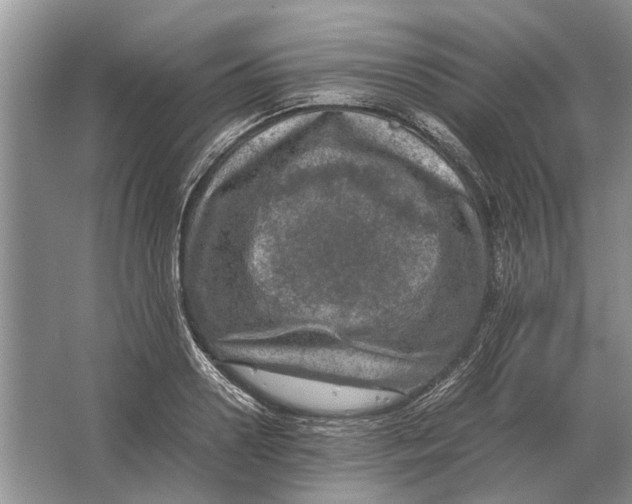 X0000064770938200603031822