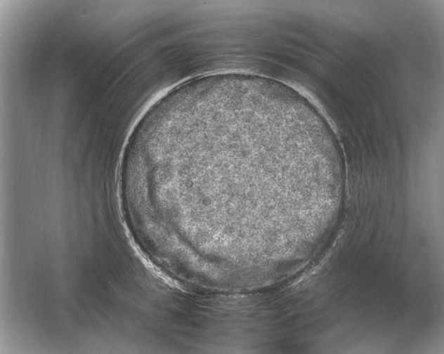 X0000064770949200603031822