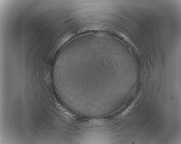 X0000064770977200603031821