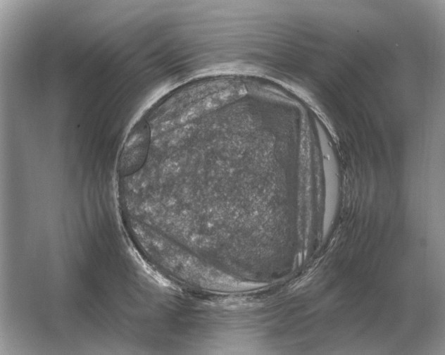 X0000064770998200603031820