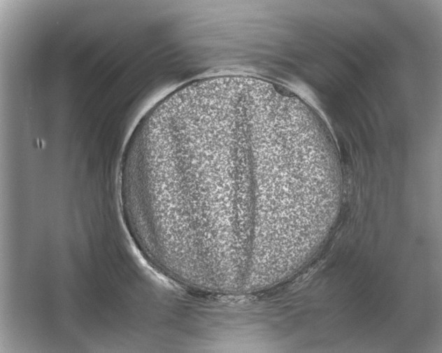 X0000064771003200603031820