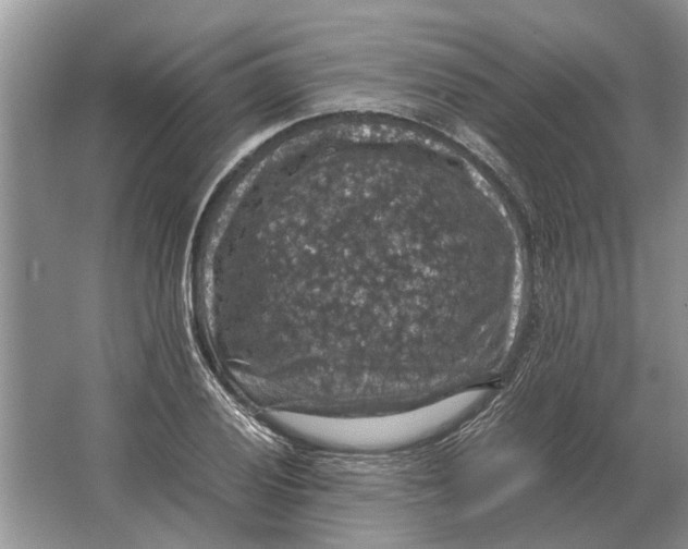 X0000064771028200603031820