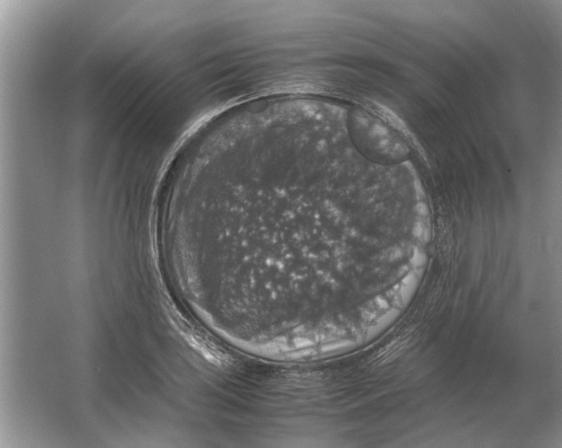 X0000064771035200603031820