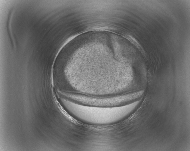 X0000064771036200603031820