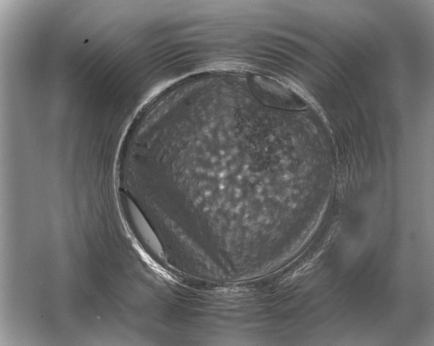 X0000064771037200603031820