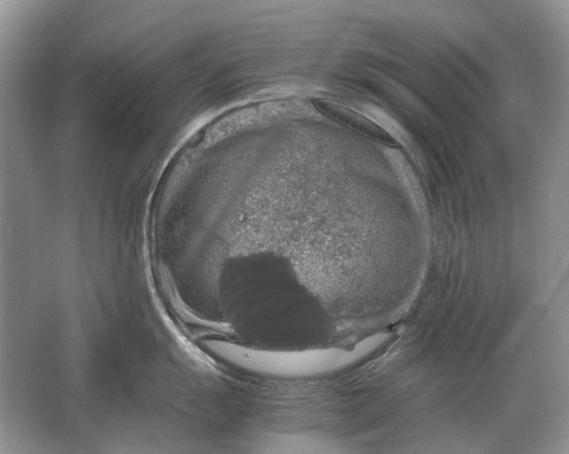 X0000064771055200603031820