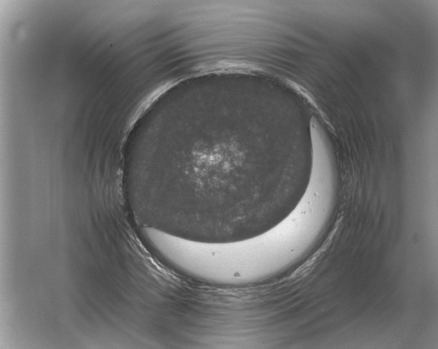 X0000064771066200603031819