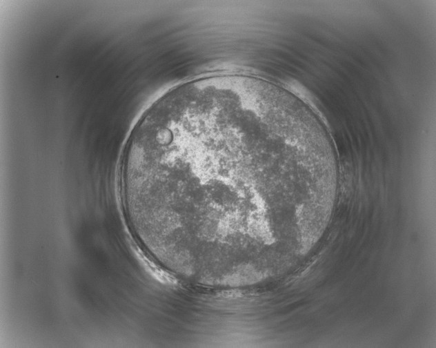 X0000064771098200603031819