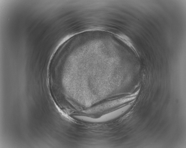 X0000064771143200603031818