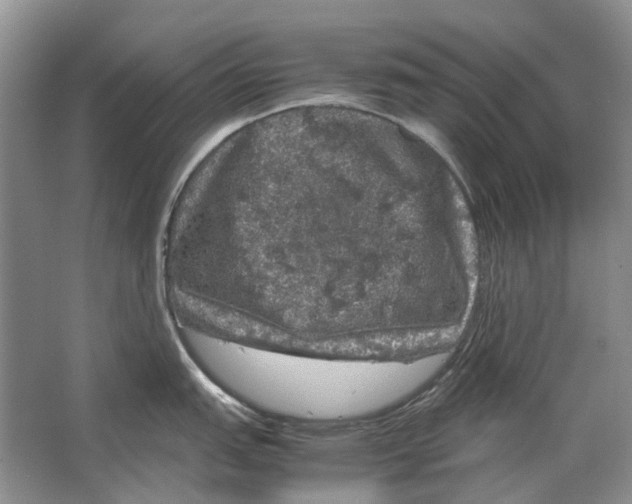 X0000064771151200603031819