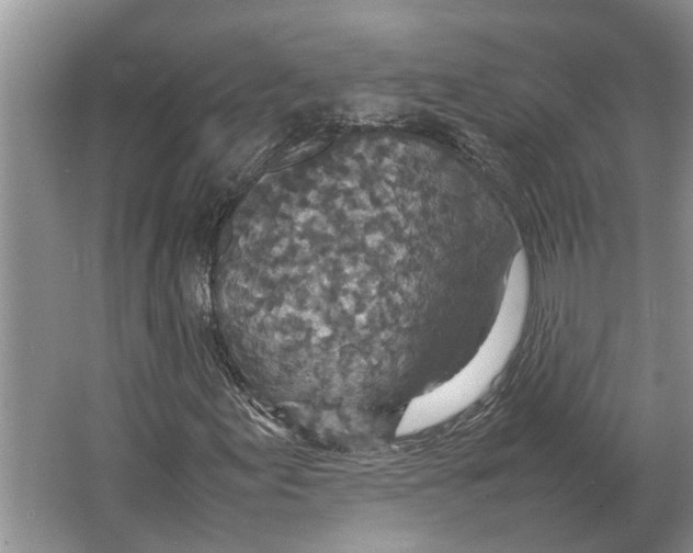 X0000064771155200603031818