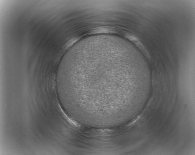 X0000064771233200603031817