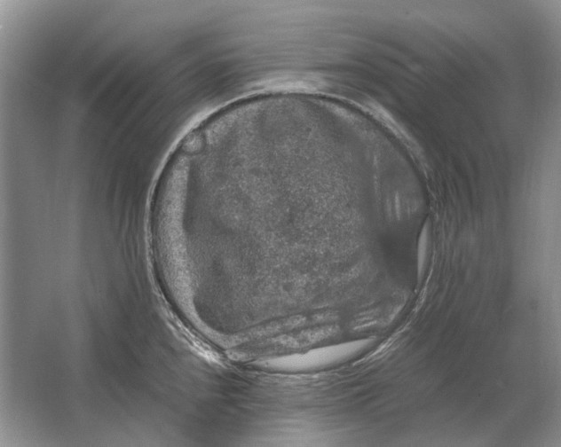 X0000064771240200603031817