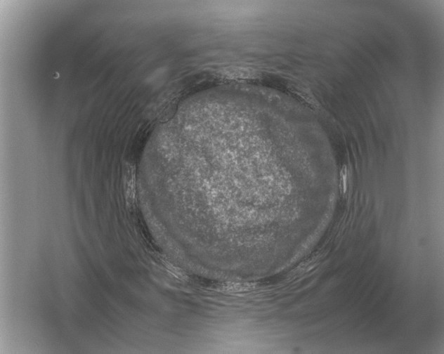 X0000064771251200603031816