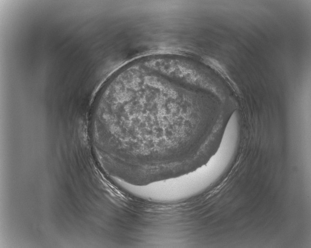 X0000064771260200603031816