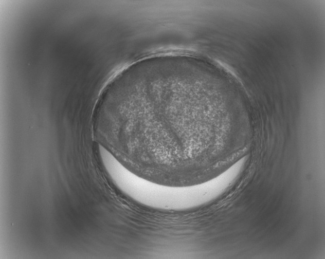 X0000064771267200603031816