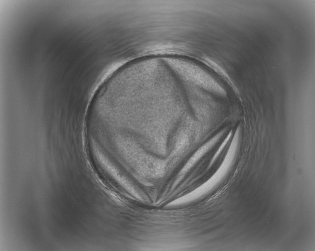 X0000064771277200603031816