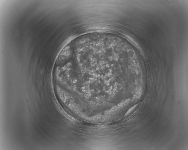 X0000064771283200603031816