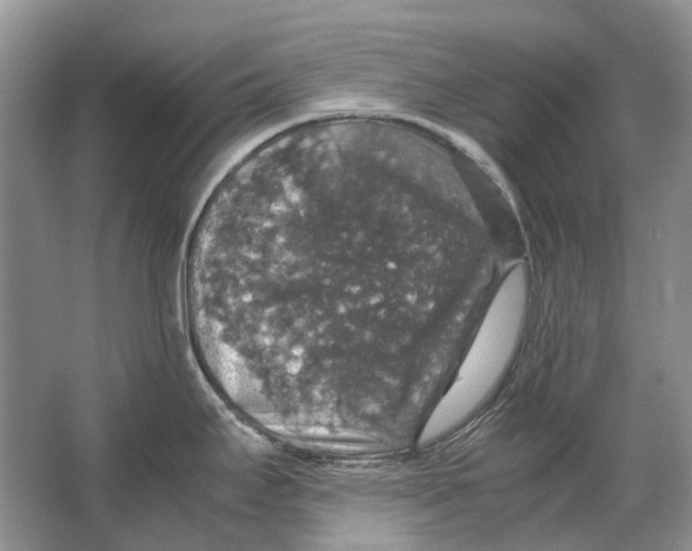 X0000064771295200603031815