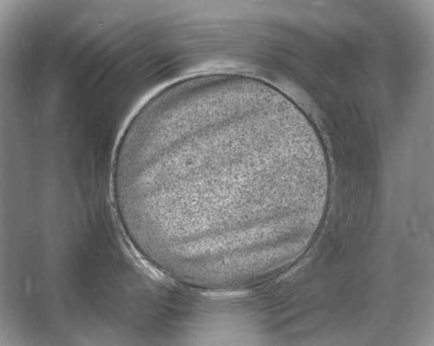 X0000064771296200603031815