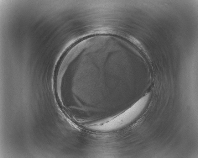 X0000064771334200603031815