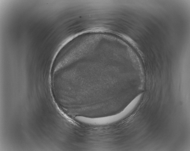 X0000064771335200603031815