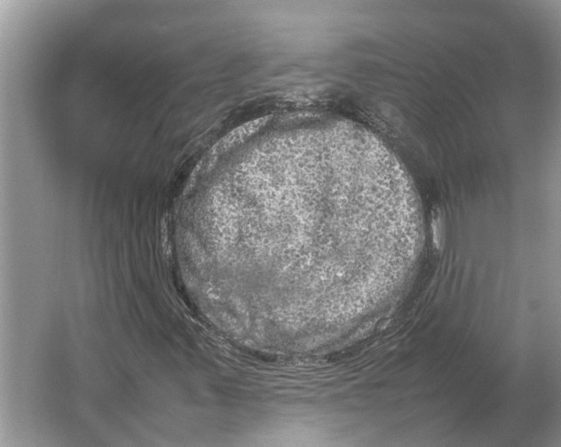 X0000064771347200603031815