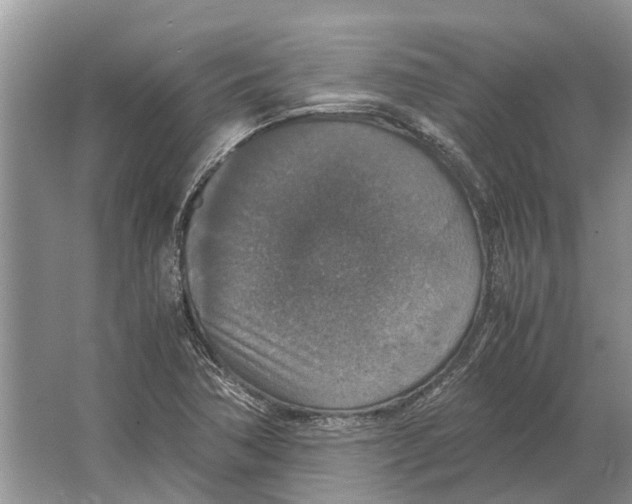 X0000064771362200603031814