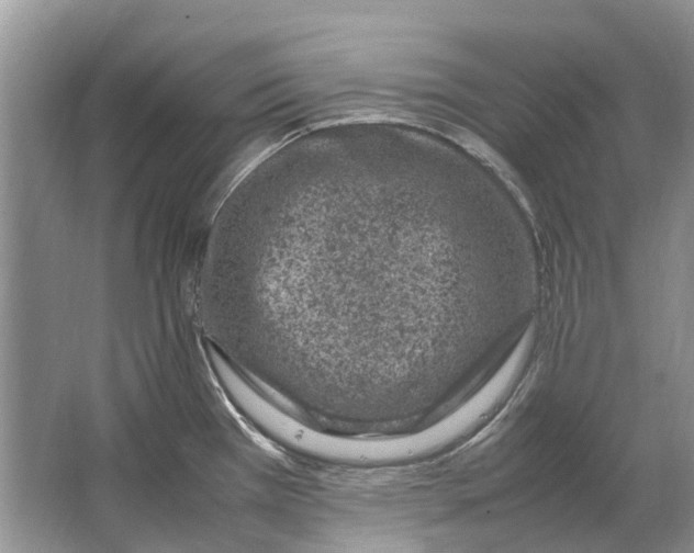 X0000064771385200603031814