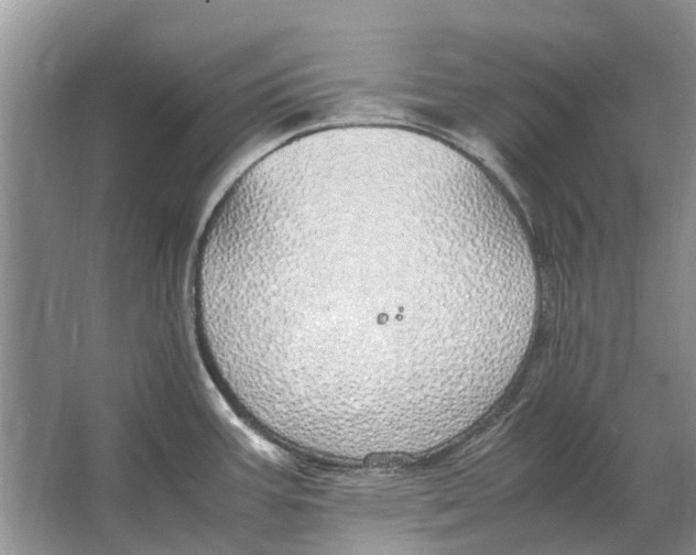 X0000064771387200603031814