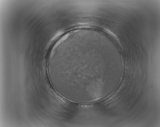 X0000064771411200603031813