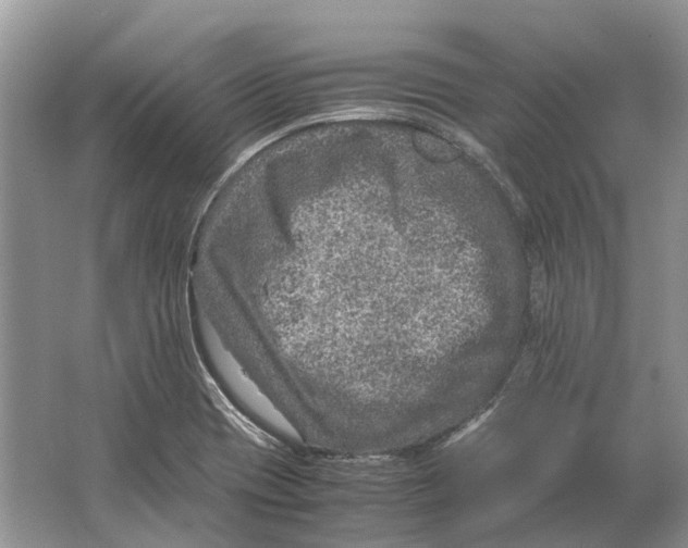 X0000064771417200603031813