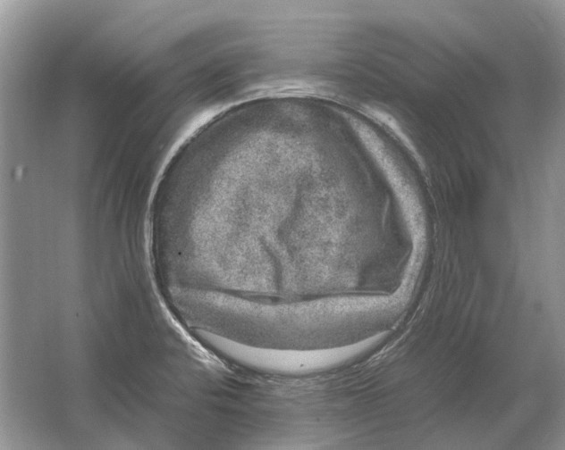 X0000064771424200603031813