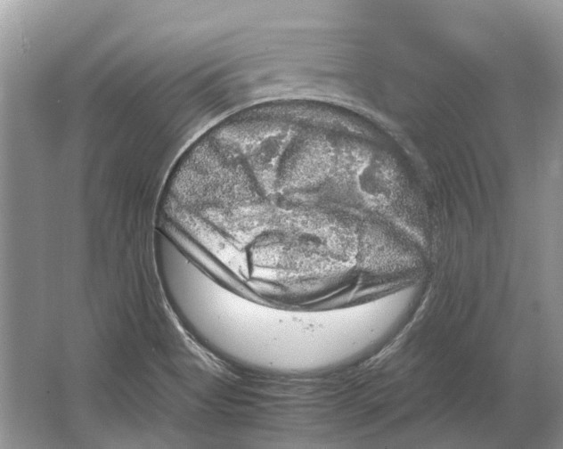 X0000064771513200603031812