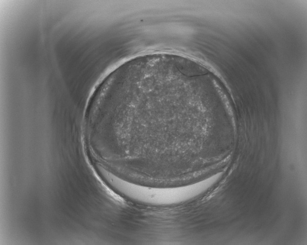 X0000064771525200603031812